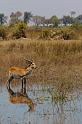 134 Okavango Delta, rode litschie